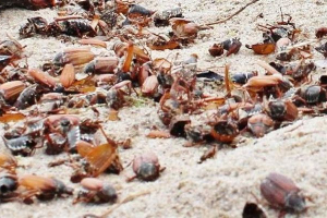 Na litwie plaże są dosłownie zaśmiecone z martwymi błędnymi chrząszczem